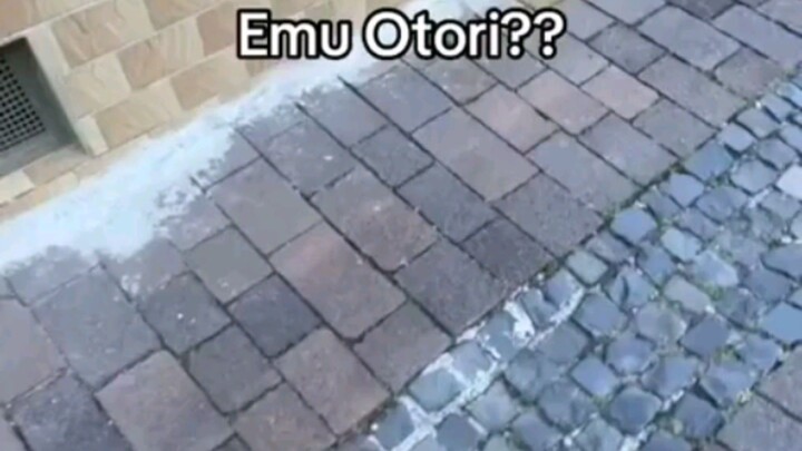 Emu Otori Cat