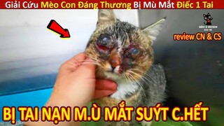 Mèo Mập Review Giải Cứu Mèo Con ĐÁNG THƯƠNG Bị MÙ MẮT SUÝT CH.ẾT || Review Con Người Và Cuộc Sống