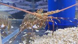 Spend 158 yuan at the seafood market to buy a corrugated lobster and take it home as a pet and witne