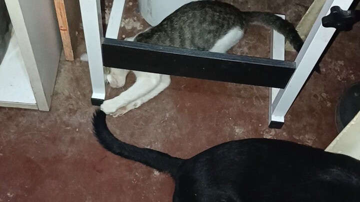 Ming ming and lucky (dog cat bonding)