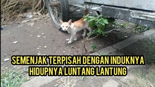 Anak Kucing Kelaparan Di Bawah Grobak Dia Sedih Hidup Sendirian..!