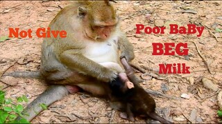 OMG BABY BEG!, POOR BABY MONKEY BEG MILK, BUT MUM NOT GIVE , MONKEY BRINN WANT TO WEAN MILK HER BABY