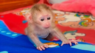 Wow, Amazing!! Tiny adorable Luca learns to walk, He does very well  Great job Luca