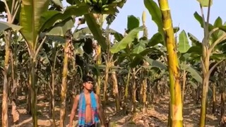 一分钟欣赏各种水果