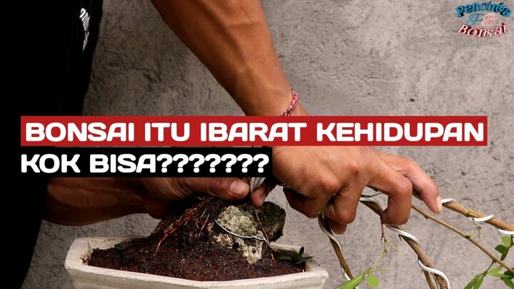 Bermain bonsai ibarat Belajar Kehidupan //bonsai kaliandra