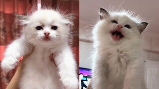 Super cute and funny kitties on tiktok compilation 2| Great pet TV