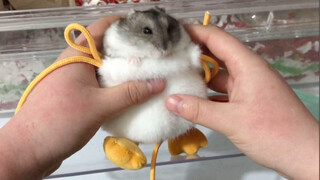 Cute Hamsters