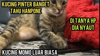 Kucing Ini Menunjukan Hp Yang Hilang..!