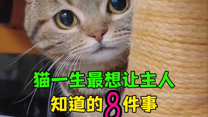 猫一生最想让主人知道的8件事