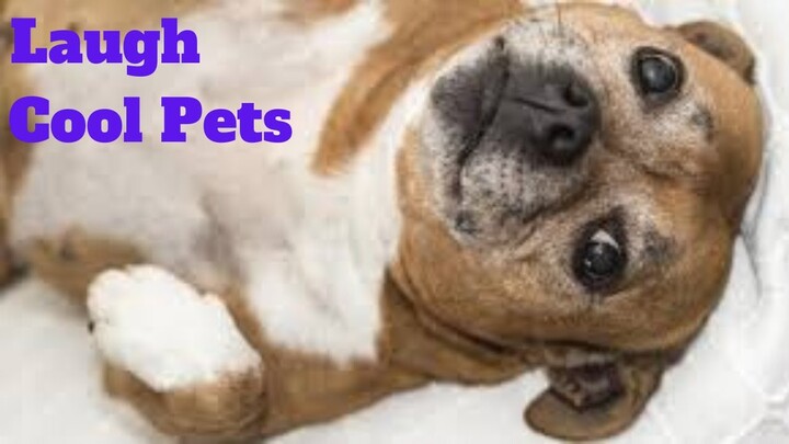 ðŸ’¥Laugh Cool Pets Viral WeeklyðŸ˜‚ðŸ’¥of 2020 | Funny Animal VideosðŸ’¥ðŸ‘Œ