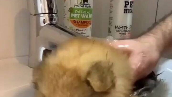 It shrinks after washing - Pomeranian