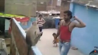 [Funny compilation] The way to subdue a naughty monkey