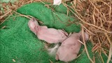 Day 5: New born Bunnies || Clowder zone