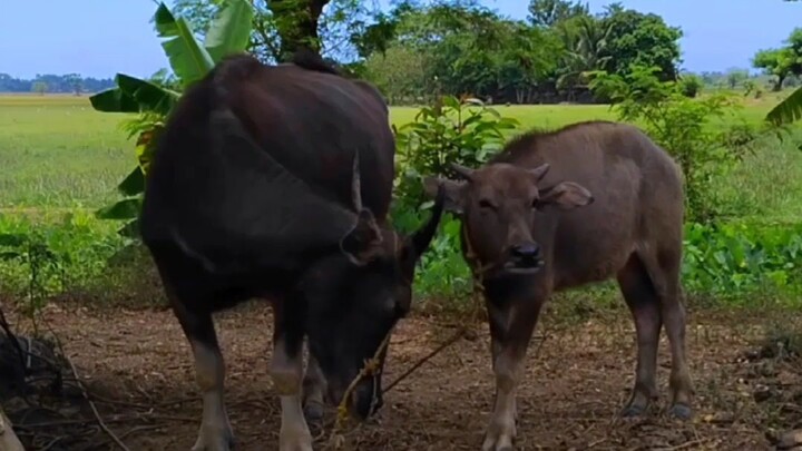 Butil ng Palay