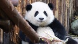Hewan|Hehua si Panda Besar Makan Rebung