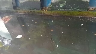 kolam keruh isi ikan besar cocok buat mancing