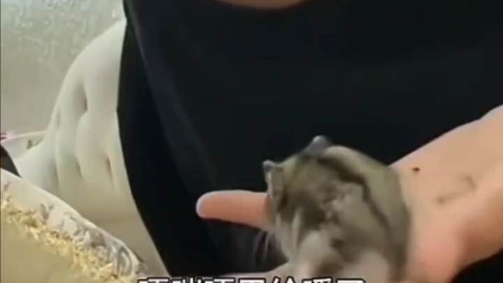 把仓鼠丢到榨汁机里喝掉的男人胜哥