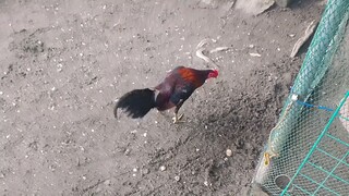 mailaban kaya ulet o palugunan ko na medyo kulang na pakpak e, super na manok toh🔥galing sa panalo