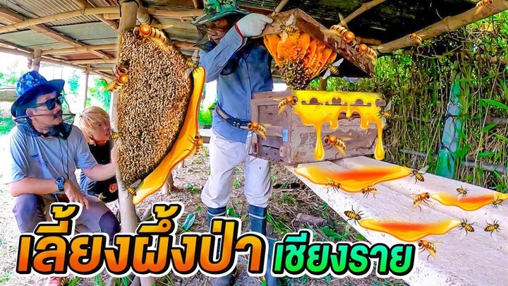 บุกฟาร์ม ผึ้งป่า จังหวัดเชียงราย อาชีพเสริม เลี้ยงง่าย รายได้ดี