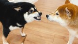 [Động vật][Tổng hợp]Những hành vi dễ thương và khó hiểu của Shiba Inu