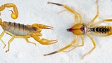 "The living meat grinder" Sunspider VS scorpion