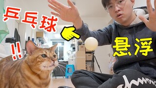 魔术师让球悬浮起来，地上的猫震惊了！猫：你有超能力？