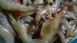 River Shrimp from nature ทอดแหหากุ้งจากคลองธรรมชาติได้เยอะแยะ 【Country Life】