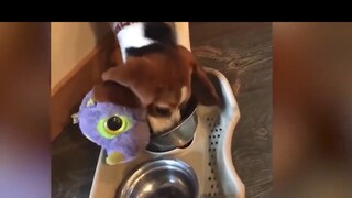 meme TUyển tập những chú chó đáng yêu