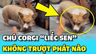 💥Bé Corgi "LIẾC SEN" đã bắt mình PHƠI NẮNG khi có mẹ yêu thương 🤣 | TIN GIẢI TRÍ