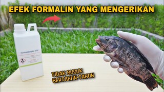 EKSPERIMEN: RENDAM IKAN DENGAN FORMALIN DITEMPAT TERBUKA.. Lihat apa yang terjadi!!