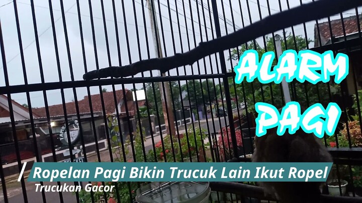 Ropel Trucukan Pagi, Memancing Trucukan Biar Gacor dan Ikutan Bunyi Ropel