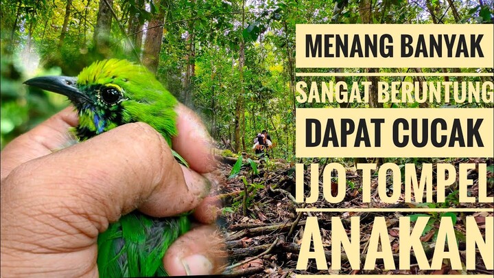 Ngebolang lagi setelah lama gk kegunung || mikat burung cucak ijo tompel