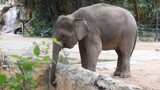 Animal|Elephant "Lena": I'm Free Again after Nursing!