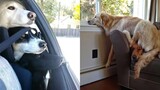 DOGS never fail to make us laugh -  Super funny dog compilation