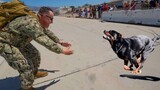 Most Emotional Animals Reunions with Their Owners That Will Melt Your Heart ❤️Best Of Compilation