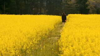 Voices in the Wind 1080p by Nobuhiro Suwa (2020)[Soft English Subs]