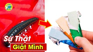 7 Bí Mật Kinh Dị Đến Khó Tin Về Đỉa Khiến Trung Quốc Điên Cuồng Mua Bạn Sẽ Kinh Hãi Khi Biết