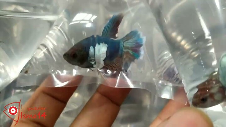 LAPAK CUPANG DUMBO EAR 10k/ekor NEGO