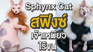 EP9 Sphynx Cat "สฟิงซ์ เจ้าเหมียวไร้ขน"