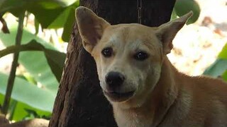 LOVELY DOG YAP - Chú chó mới lớn có tiếng sủa rất dễ thương