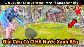 Giải Cứu Đàn Cá Bị Bỏ Rơi Trong Hồ Nước Hoang Ngập Đầy Rong Rêu || Review Giải Trí Đời Sống