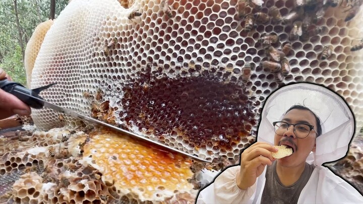 CARA SEDERHANA PANEN SARANG LEBAH MADU HUTAN | HARVESTING RAW HONEYCOMB | EATING HONEYCOMB ASMR