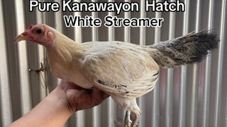 Pure kanawayon hatch RRZN Line Message lang sa FB page: Kanokma TV