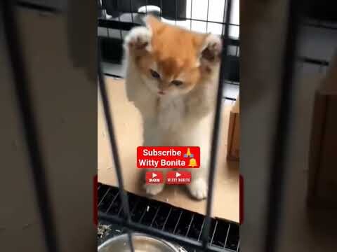 Cutest Kitten TikTok Dance Funny Cat #kitten #tiktok #dance #shorts