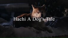 Hachi