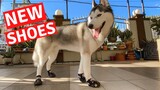 Husky Tries On Shoes For The First Time