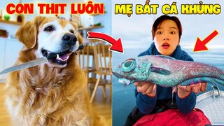 Thú Cưng Vlog | Chó Gâu Đần Golden Troll Mẹ #37 | Chó golden vui nhộn | Funny pets smart dog