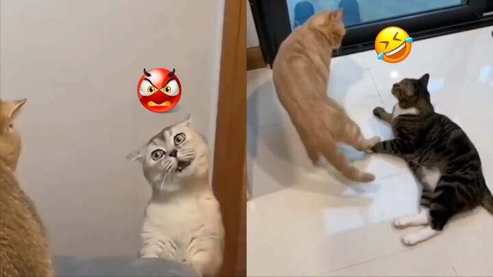 Kumpulan Video Kucing Lucu Terbaru 2021 Bikin Ngakak || Funny Cat Videos