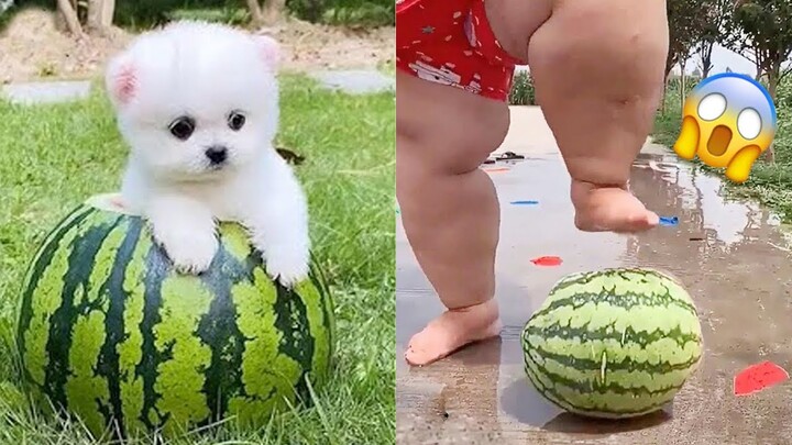 Funny and Cute Dog Pomeranian 😍🐶| Funny Puppy Videos #205
