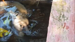 ikan lele sungai